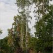 20060730-03